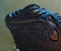 Iguana Iguana Rhinolopha